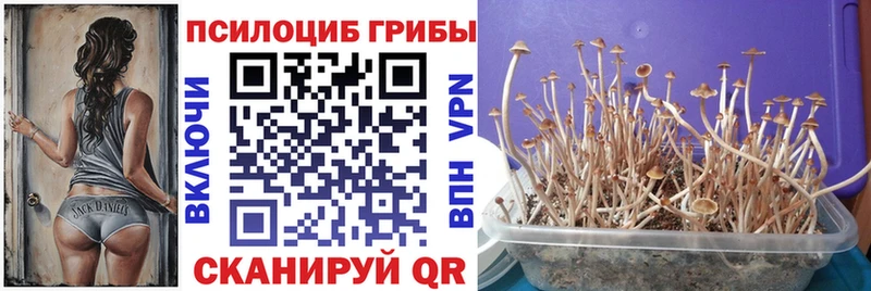 Галлюциногенные грибы мицелий  Грозный 